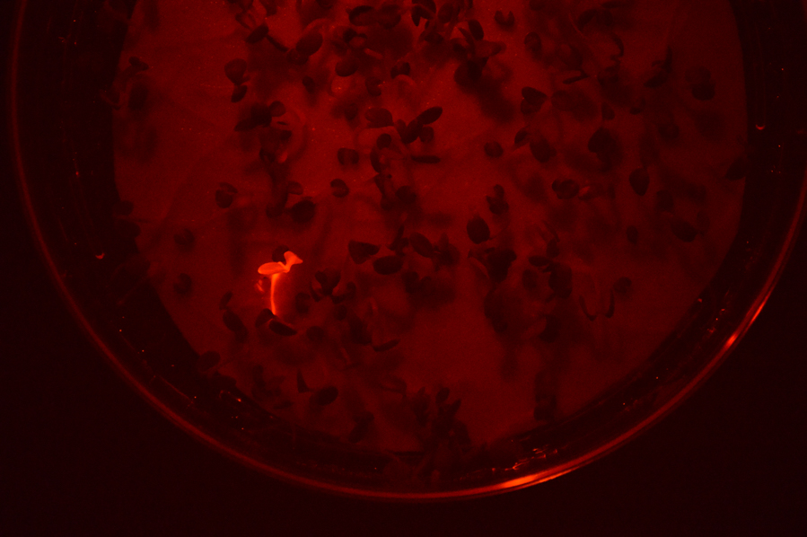 使用NIGHTSEA DFP識別表達紅色熒光蛋白的幼苗