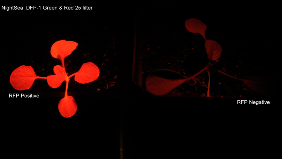 RFP陽性和陰性幼苗的熒光圖像