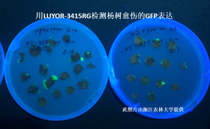 LUYOR-3145RG觀察楊樹愈傷組織中的gfp熒光蛋白的表達