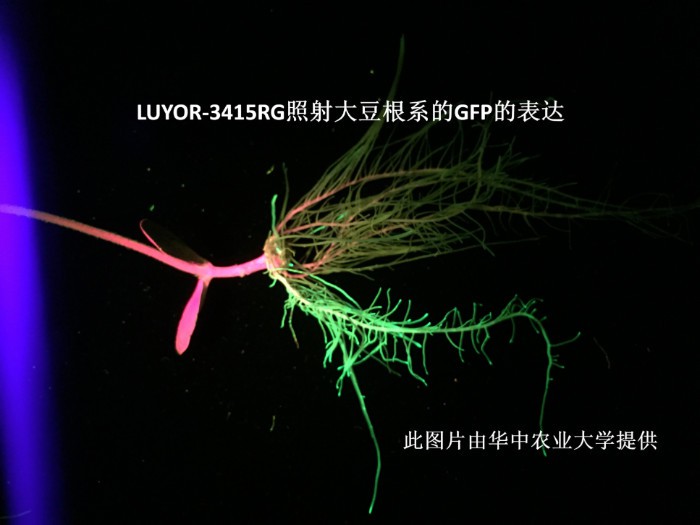 LUYOR-3145RG觀察大豆根系中的gfp熒光蛋白的表達