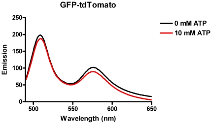 tdtomato熒光蛋白的激發光譜圖