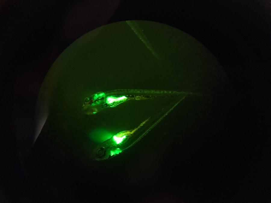 熒光適配器用于斑馬魚代謝疾病研究