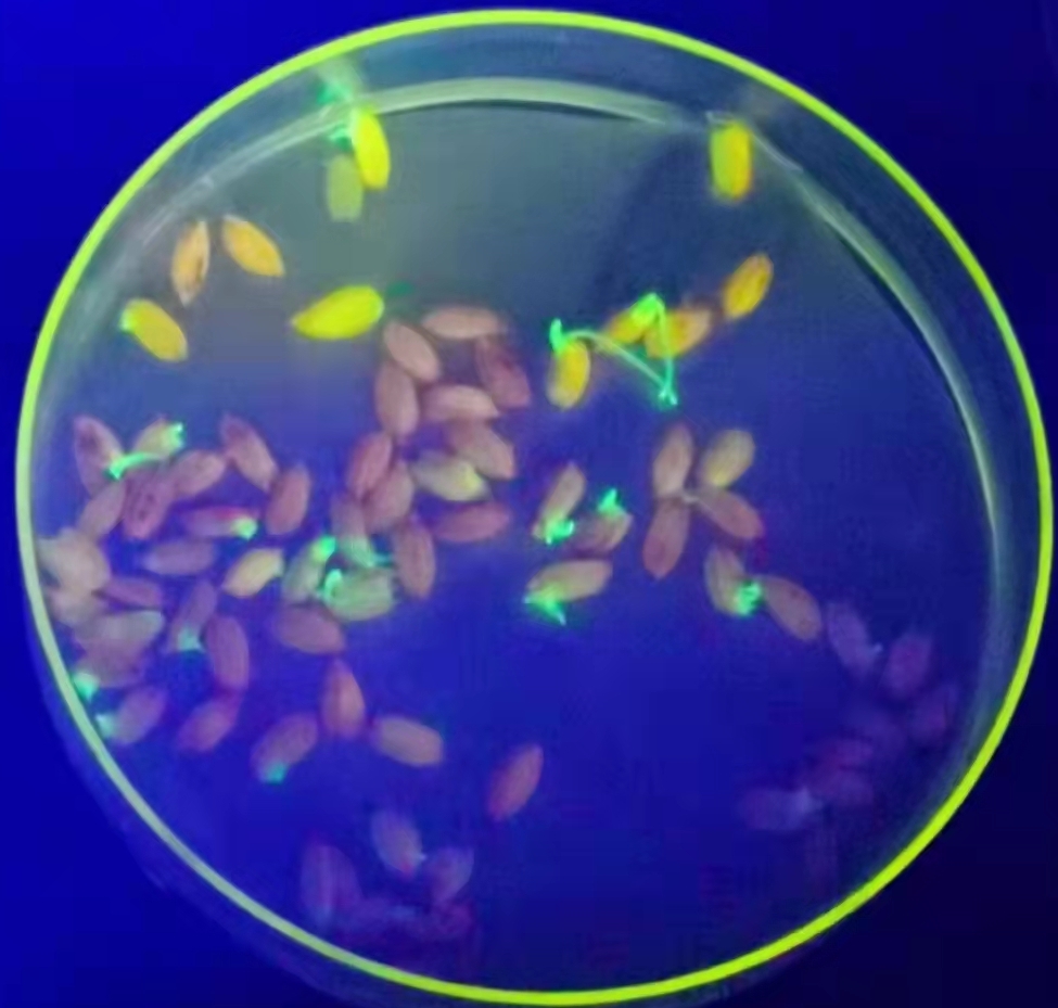 GFP of rice seeds