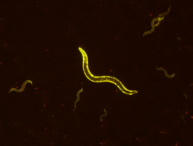 YFP在C elegans上的表達
