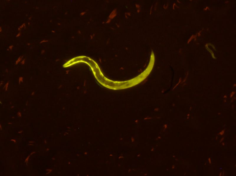 YFP在C elegans上的表達