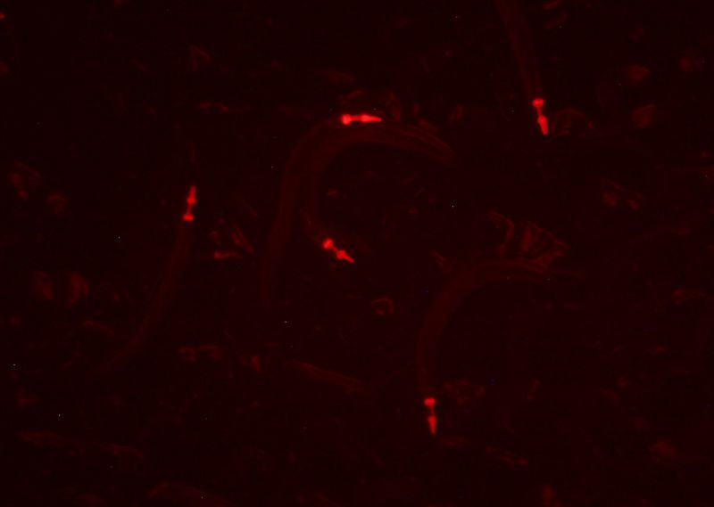 mCherry在C elegans上的表達