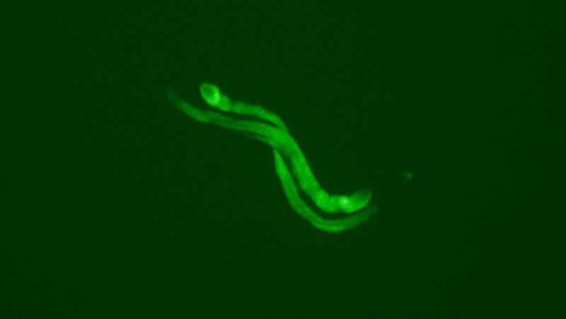 綠色熒光蛋白（GFP）在C elegans上的表達
