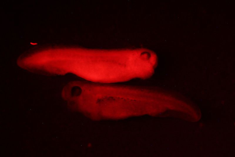 斑馬魚上的紅色熒光蛋白發光