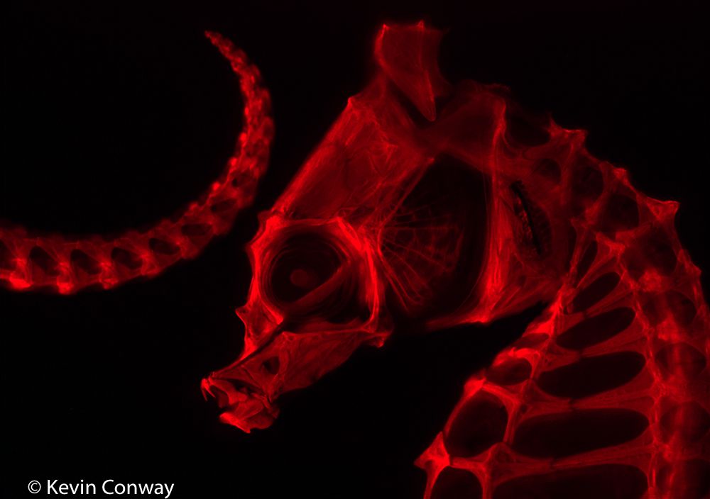 熒光手電筒用于觀察茜素紅染色的海馬骨架