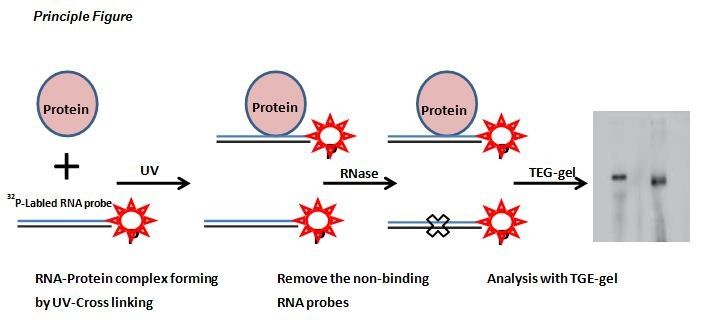 RNA紫外交聯強度是多少？