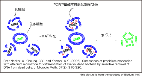PMA光解儀在活菌檢測中的應用 