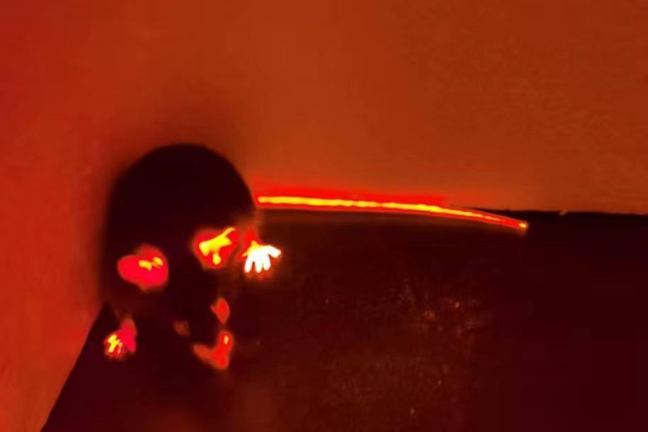觀測FUCCI小鼠的熒光光源