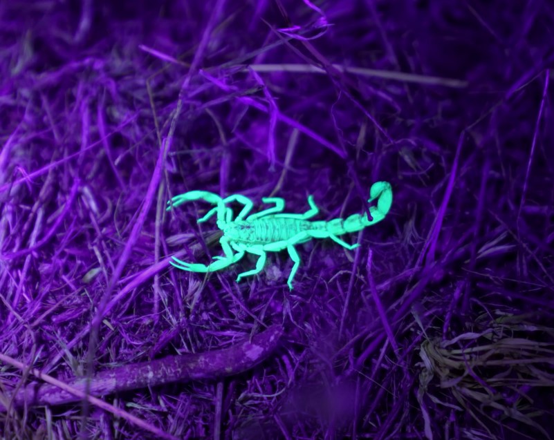 什么昆蟲在紫外線下發光？