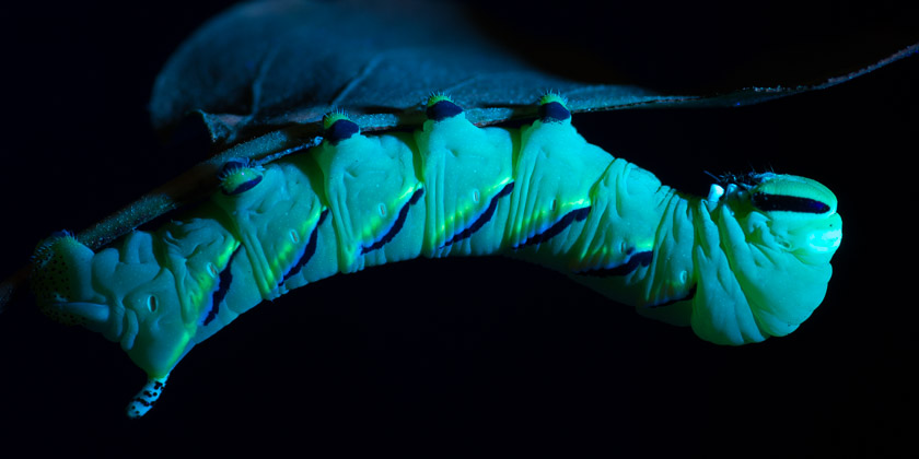 昆蟲在紫外線燈下發出熒光